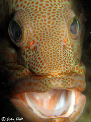 One very obliging Coral Grouper, taken under the SeaVentu... by John Hill 